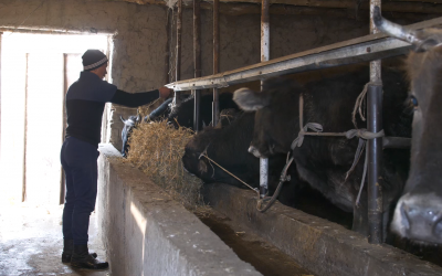 “Zerkalo Central Asia” to conduct a baseline study for the “Access to Markets” Project